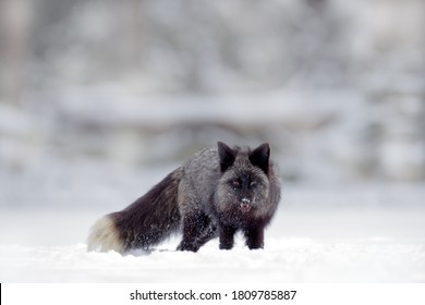 961 Silver Fox In Snow Images, Stock Photos & Vectors | Shutterstock