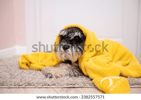 A black and silver schnauzer is lying on the carpet under a yellow towel