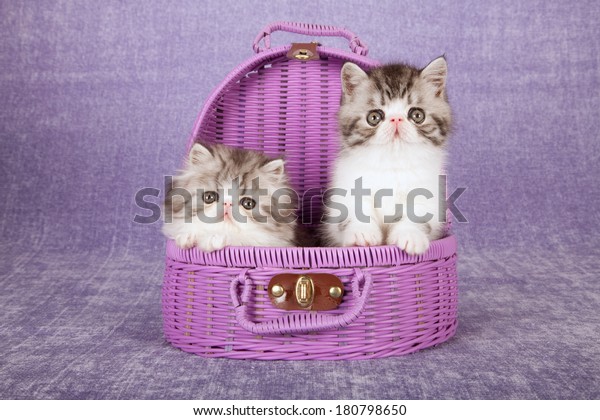 Black Silver Tabby Exotic Persian Kittens Stock Photo Edit Now