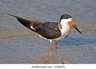 Black Skimmer