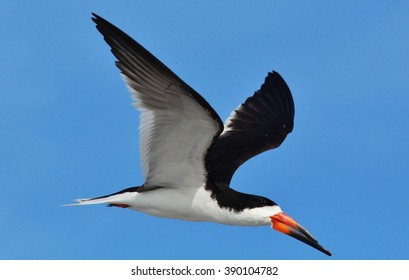 Black Skimmer