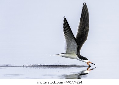 Black Skimmer