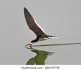 Black Skimmer (Rynchops Niger) Bird