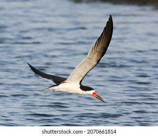 Black Skimmer (Rynchops Niger) Bird