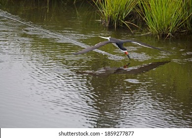 A Black Skimmer, Rynchops Niger, Skimming