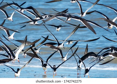 Black Skimmers Flying Over Jeckle Beach In Coastal Georgia.