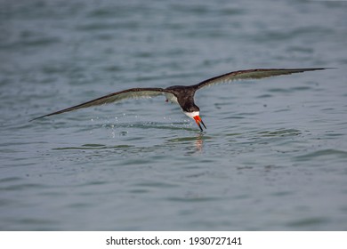 Black Skimmers At Lido Key Beach