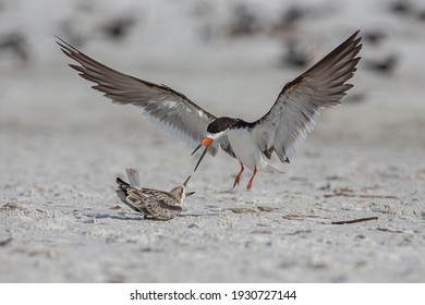 Black Skimmers At Lido Key Beach