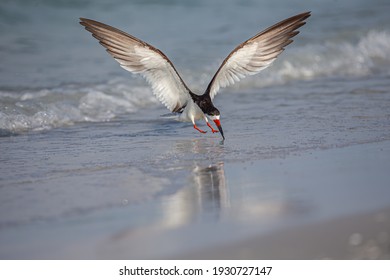 Black Skimmers At Lido Key Beach