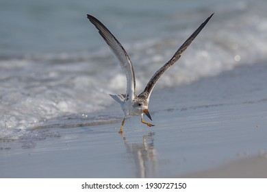 Black Skimmers At Lido Key Beach