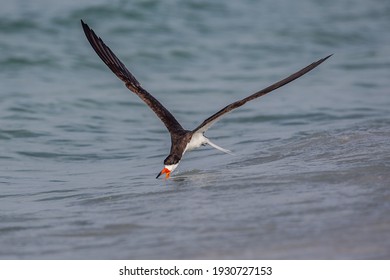 Black Skimmers At Lido Key Beach