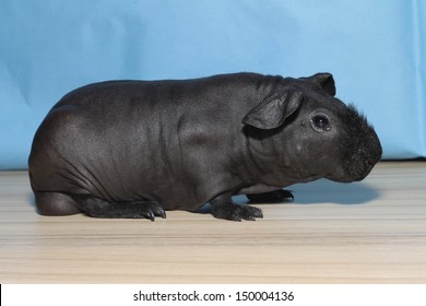 hairless guinea pig black