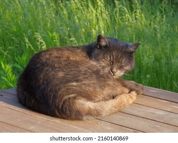 Black Sleeping Cat On The Table