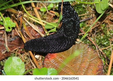 Black Slug Animal Macro Photo