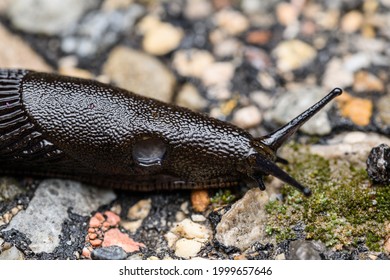 The Black Slug (Arion Ater)