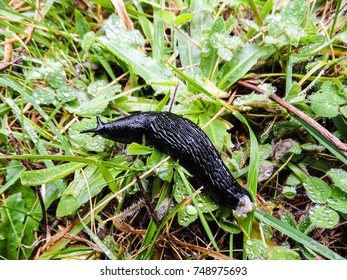 Black Slug (Arion Ater)