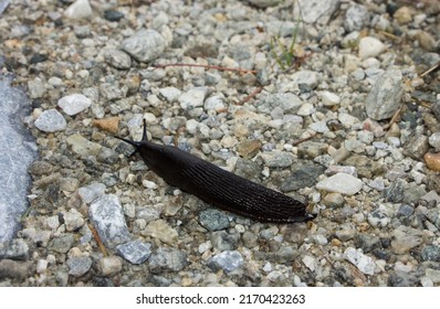 Black Slug Crawling Over The Stones