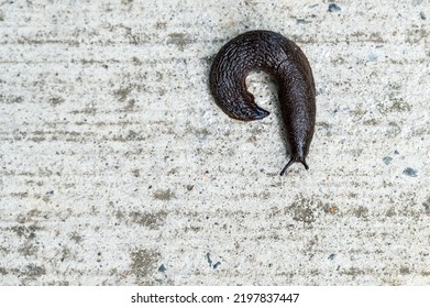 Black Slug Curled On A Cement Sidewalk
