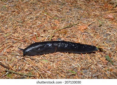 Black Slug On Forest Floor