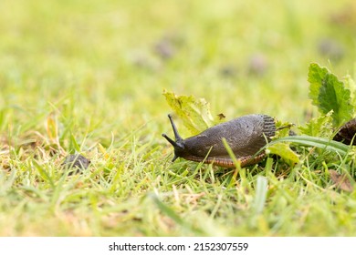 Black Slug On The Grass