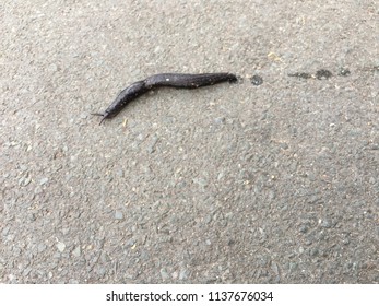 Black Slug On Road Pavement Slimy Stock Photo (Edit Now) 1137676043