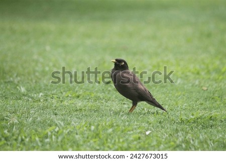 Black small bird in India