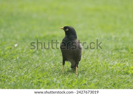 Black small bird in India