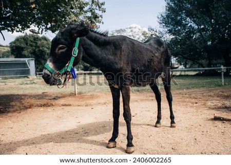 A black small donkey  in a field