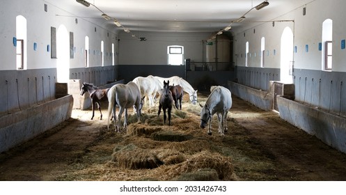 Black Small Horse Stands In Stable Between White Horses