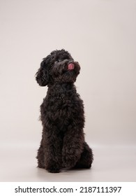 Black Small Poodle On A Beige Background. Curly Dog In Photo Studio. Maltese, Poodle