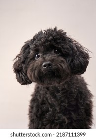 Black Small Poodle On A Beige Background. Curly Dog In Photo Studio. Maltese, Poodle