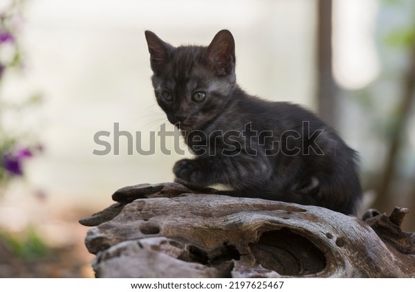 Black smoke Bengal\
Kitten in the garden