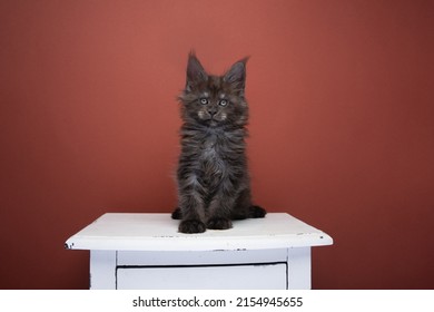 black smoke maine coon kitten portrait on red brown background with copy space - Shutterstock ID 2154945655