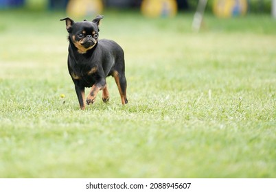 Black Smooth Coat Brussel Griffon Walking Through A Short Grass Field On A Nice Sunny Summer Day