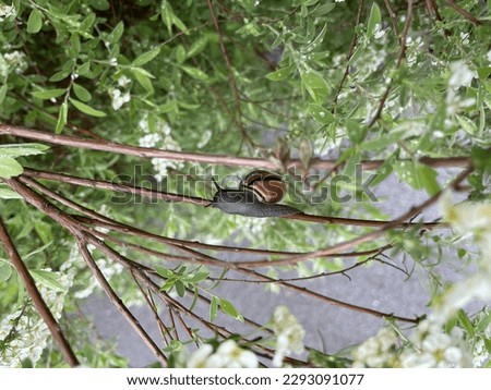 Black snail climbing a branch detailed view plants in background
