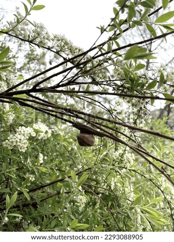 Black snail climbing a branch in nature, green plants with white flowers background
