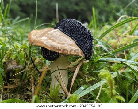 Black snail eating its way through a mushroom, surrounded by grass and moss