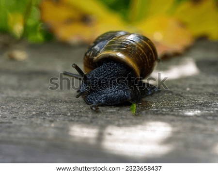 A black snail with a nice green-brown shell. Who came out of his shell on the board