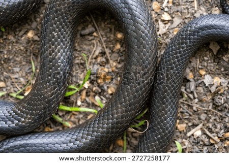 Black snake. Big black surface features scales, creating an exotic and dangerous aesthetic. Perfect for nature, wildlife, or design backgrounds. Forest Cobra. Black Cobra.