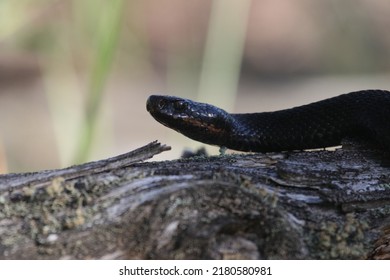 A Black Snake On The Moss. The Black Viper