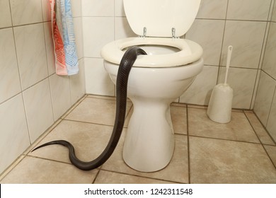a black snake in a restroom creep into the open toilet