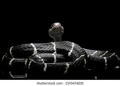 Black Snake With White Ring In The Dark, Mangrove Snakes, Cat Snake, Boiga Dendrophila