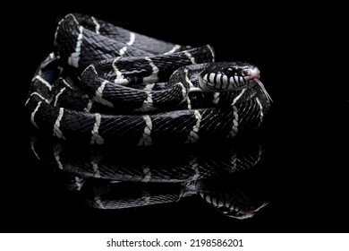 Black Snake With White Ring In The Dark, Mangrove Snakes, Cat Snake, Boiga Dendrophila