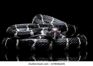 Black Snake With White Ring In The Dark, Mangrove Snakes, Cat Snake, Boiga Dendrophila