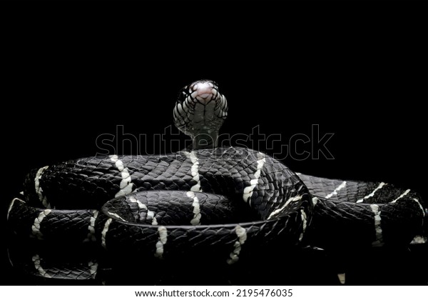 Black snake with white ring in the
dark, mangrove snakes, cat snake, boiga
dendrophila