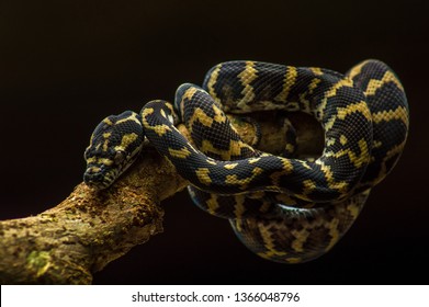 black diamond anaconda