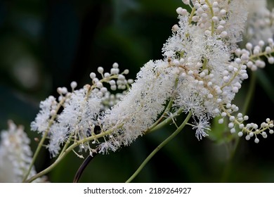 Black snakeroot (Actaea racemosa) known as the black cohosh, black bugbane or fairy candle. Plant native to eastern North America. - Shutterstock ID 2189264927