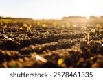 Black soil prepared for planting crop. Dirt soil ground in farm. Rich harvest concept. Agricultural background. Concept of farming.