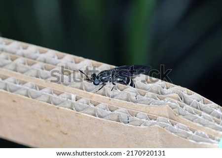 Black Soldier flie Hermetia illucens laying eggs in a carton.