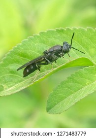 Black Soldier Fly